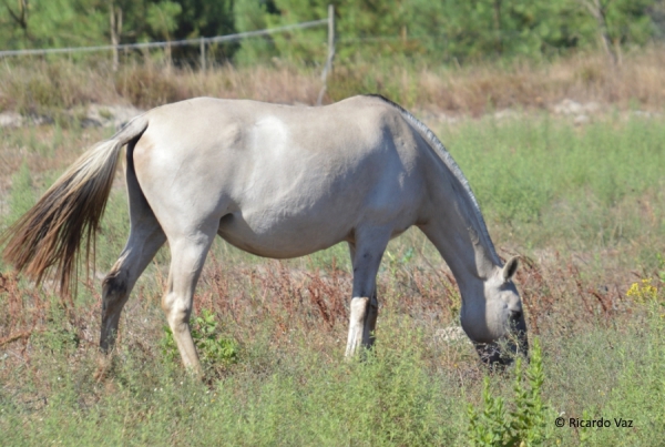 Reserva Natural do Cavalo Sorraia